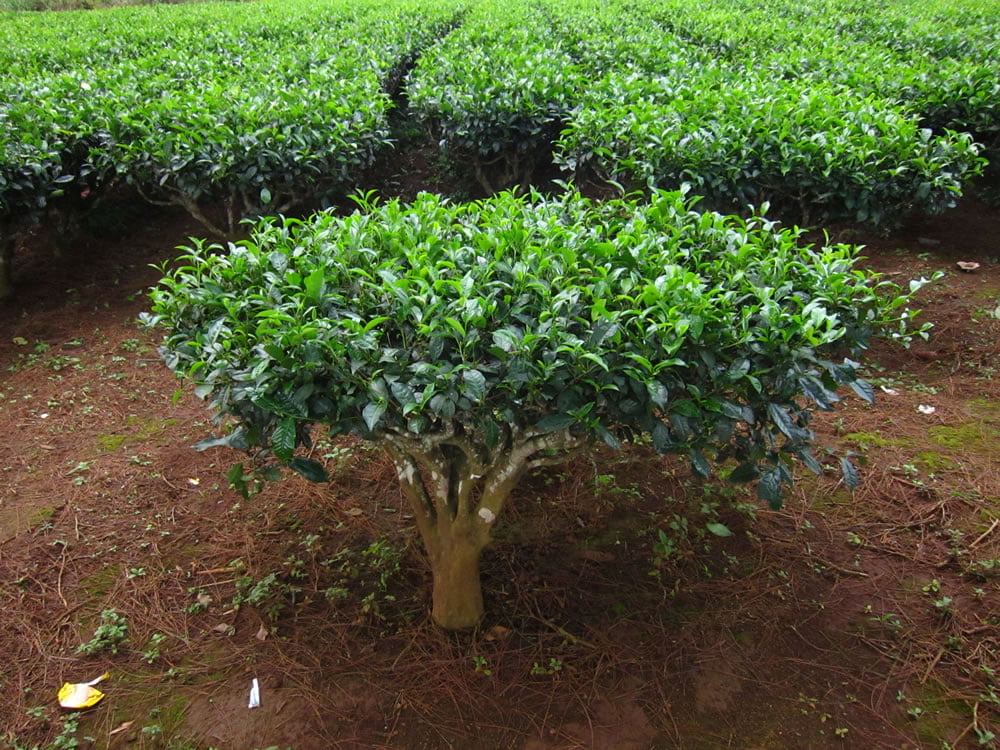 kulturize-edilmis-cay-bitkisi-Camellia-sinensis-tea-plant