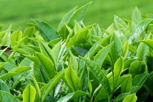 cay-bitkisi-tea-plant